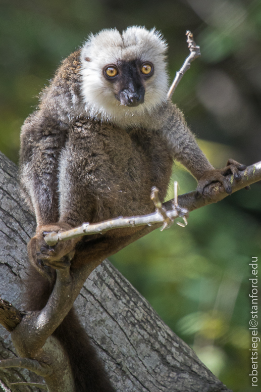 lemur